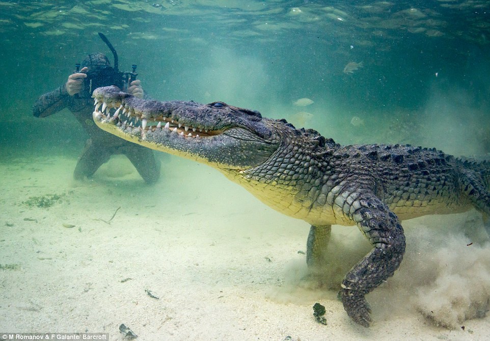 nằm mơ thấy cá sấu đánh con gì