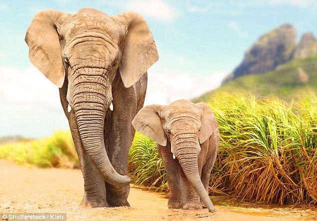 Mơ thấy con voi thì chơi con đề nào