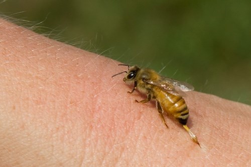 Nằm mơ thấy ong chích báo hiệu điều gì?